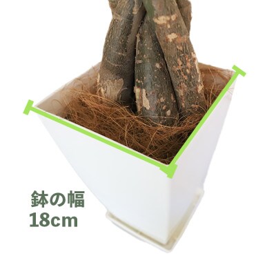 【観葉植物】パキラ110cm～130cm(025-343)