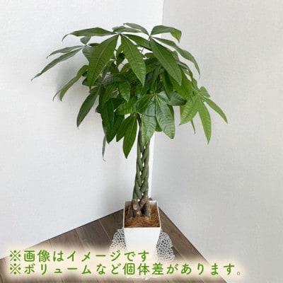 【観葉植物】パキラ110cm～130cm(025-343)