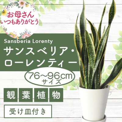 【母の日ギフト】サンスベリア ローレンティー7号【観葉植物】(T-024m)