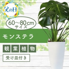 【父の日ギフト】モンステラ60cm～80cm(A-205f)