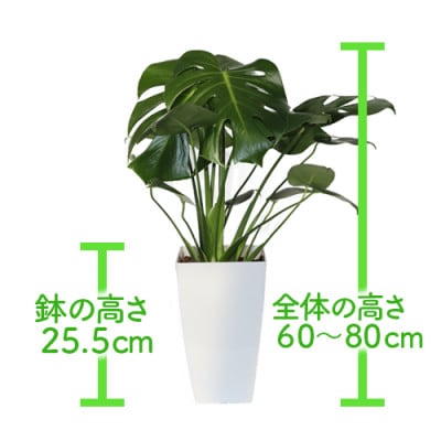 【父の日ギフト】モンステラ60cm～80cm(A-205f)