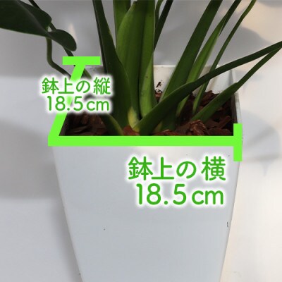 【父の日ギフト】モンステラ60cm～80cm(A-205f)