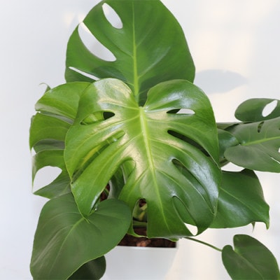 【父の日ギフト】モンステラ60cm～80cm(A-205f)