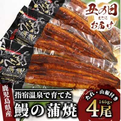 【丑の日】指宿温泉で育てた鰻の蒲焼(無頭背開き)約165g×4尾(E-061u)