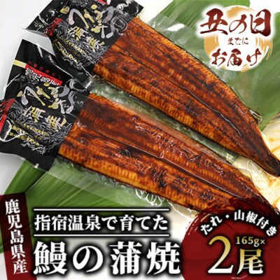 【丑の日】指宿温泉で育てた鰻の蒲焼(無頭背開き)約165g×2尾(B-043u)