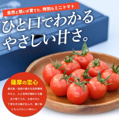 【鹿児島県指宿市産】さくらんぼトマト 薩摩の恋心 35個入 010-373 ぷちぷよ ミニトマト