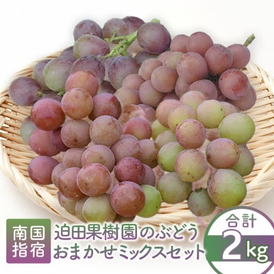 【2024年8月上旬～発送】指宿産ぶどうのおまかせミックスセット約2.0kg(016-1342)