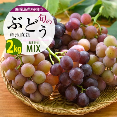 指宿産ぶどうのおまかせミックスセット約2.0kg(IB064-003)