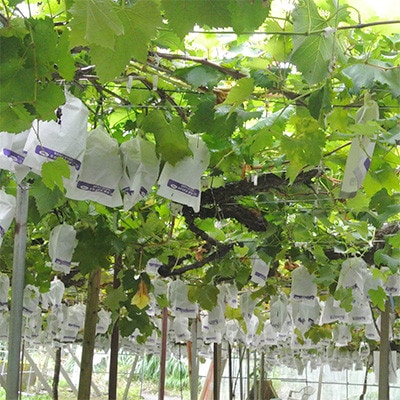 【2024年8月上旬～発送】指宿産ぶどうのおまかせミックスセット約2.0kg(016-1342)