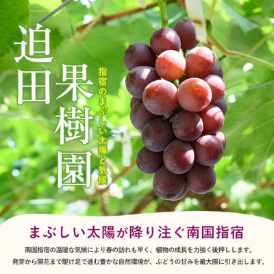 指宿産ぶどうのおまかせミックスセット約2.0kg(IB064-003)