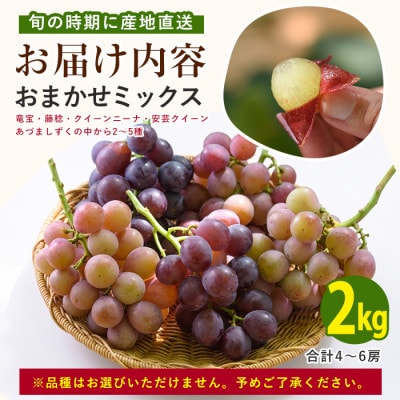 指宿産ぶどうのおまかせミックスセット約2.0kg(IB064-003)