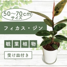 3月～発送【観葉植物】フィカス・ジン50cm～70cm(014-1457)