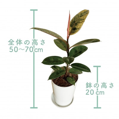 【観葉植物】フィカス・ジン50cm～70cm(014-1457)
