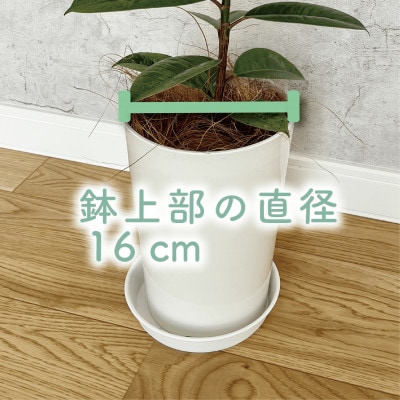 【観葉植物】フィカス・ジン50cm～70cm(014-1457)