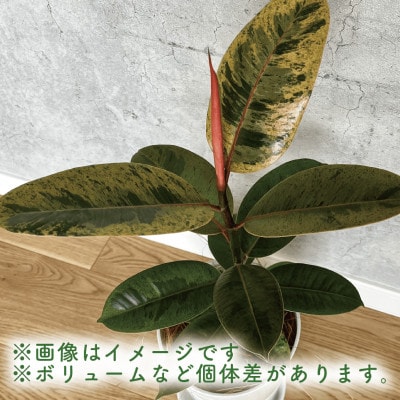 【観葉植物】フィカス・ジン50cm～70cm(014-1457)
