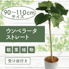 4月～発送【観葉植物】ウンベラータ ストレート90cm～110cm(019-1369)