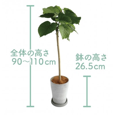 4月～発送【観葉植物】ウンベラータ ストレート90cm～110cm(019-1369)