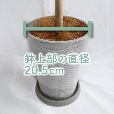 4月～発送【観葉植物】ウンベラータ ストレート90cm～110cm(019-1369)