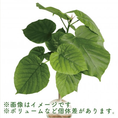 4月～発送【観葉植物】ウンベラータ ストレート90cm～110cm(019-1369)