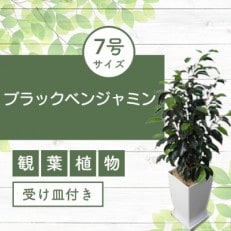 【観葉植物】ブラックベンジャミン7号(014-1470)