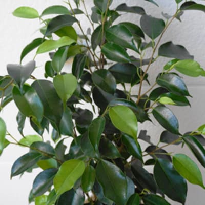 【観葉植物】ブラックベンジャミン7号(014-1470)
