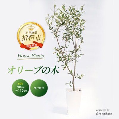 【観葉植物】オリーブの木90cm～110cm(027-1386)