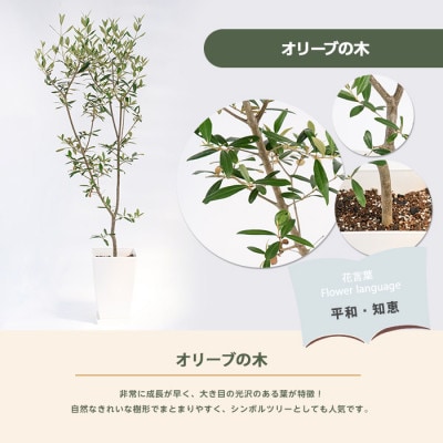 【観葉植物】オリーブの木90cm～110cm(027-1386)