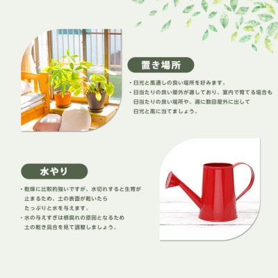 【観葉植物】オリーブの木90cm～110cm(027-1386)