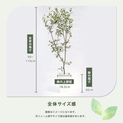 【観葉植物】オリーブの木90cm～110cm(IB003-042)