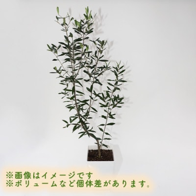 観葉植物】オリーブの木90cm～110cm(027-1386) | 鹿児島県指宿市