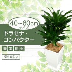 【観葉植物】ドラセナ・コンパクター40cm～60cm(014-1439)