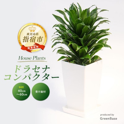 【観葉植物】ドラセナ・コンパクター40cm～60cm(014-1439)