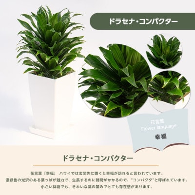【観葉植物】ドラセナ・コンパクター40cm～60cm(014-1439)