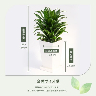 【観葉植物】ドラセナ・コンパクター40cm～60cm(014-1439)