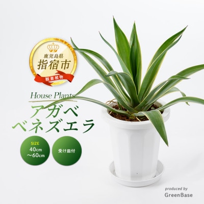【観葉植物】アガベ・ベネズエラ40cm～60cm(015-1358)