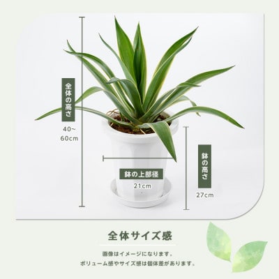 【観葉植物】アガベ・ベネズエラ40cm～60cm(015-1358)