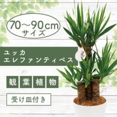 4月上旬～発送【観葉植物】ユッカ・エレファンティペス70cm～90cm(014-1490)