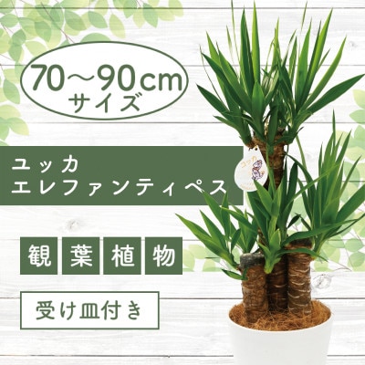 【観葉植物】ユッカ・エレファンティペス70cm～90cm(014-1490)