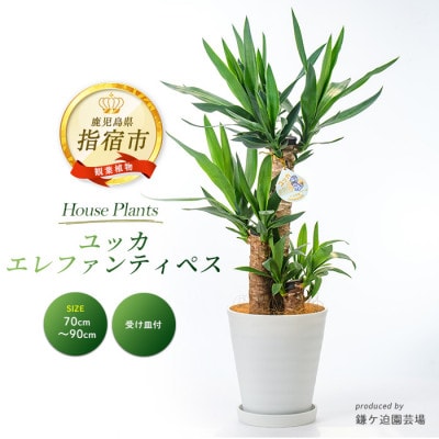 【観葉植物】ユッカ・エレファンティペス70cm~90cm(016-1490)
