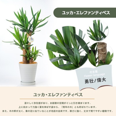 【観葉植物】ユッカ・エレファンティペス70cm~90cm(016-1490)
