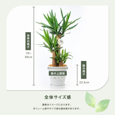 【観葉植物】ユッカ・エレファンティペス70cm~90cm(016-1490)
