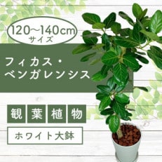 【観葉植物】フィカス・ベンガレンシス 一本立ち ホワイト大鉢(110-1459)