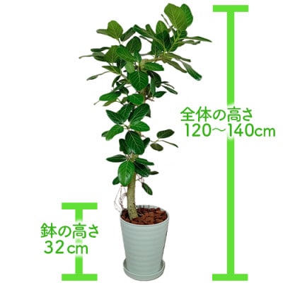 観葉植物】フィカス・ベンガレンシス 一本立ちホワイト大鉢120cm