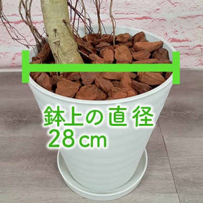 【観葉植物】フィカス・ベンガレンシス 一本立ちホワイト大鉢120cm～140cm(110-1459)