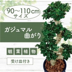 4月上旬～発送【観葉植物】ガジュマル曲がり 大鉢(110-1390)