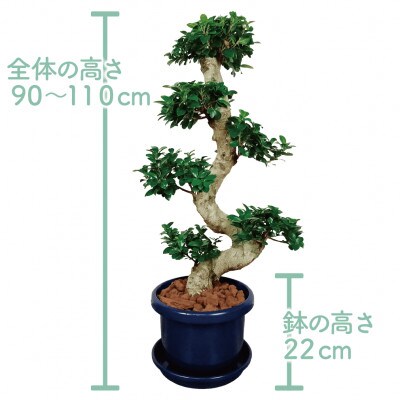 【観葉植物】ガジュマル曲がり 大鉢(110-1390)