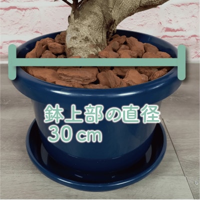 【観葉植物】ガジュマル曲がり 大鉢(110-1390)
