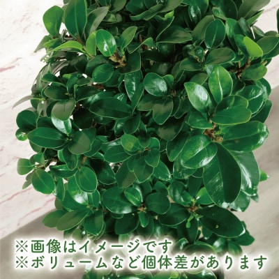 【観葉植物】ガジュマル曲がり 大鉢(110-1390)