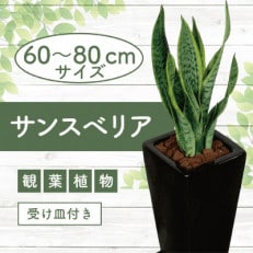 【観葉植物】サンスベリア ブラック陶器鉢(019-1405)