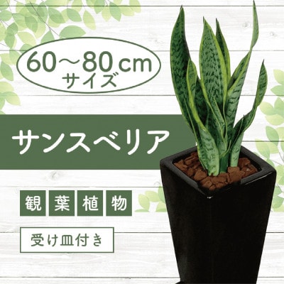 【観葉植物】サンスベリア ブラック陶器鉢(019-1405)